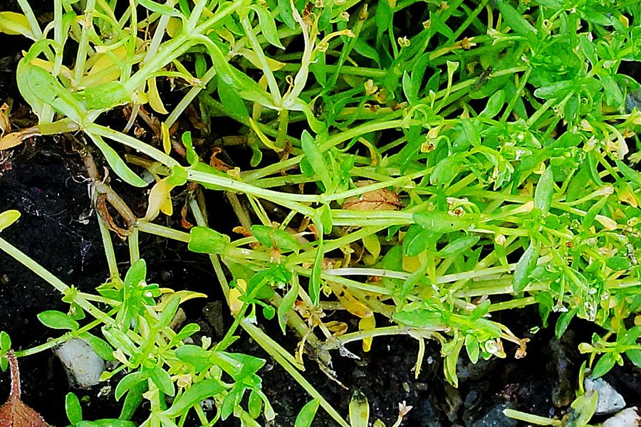 Montia fontana da precisare